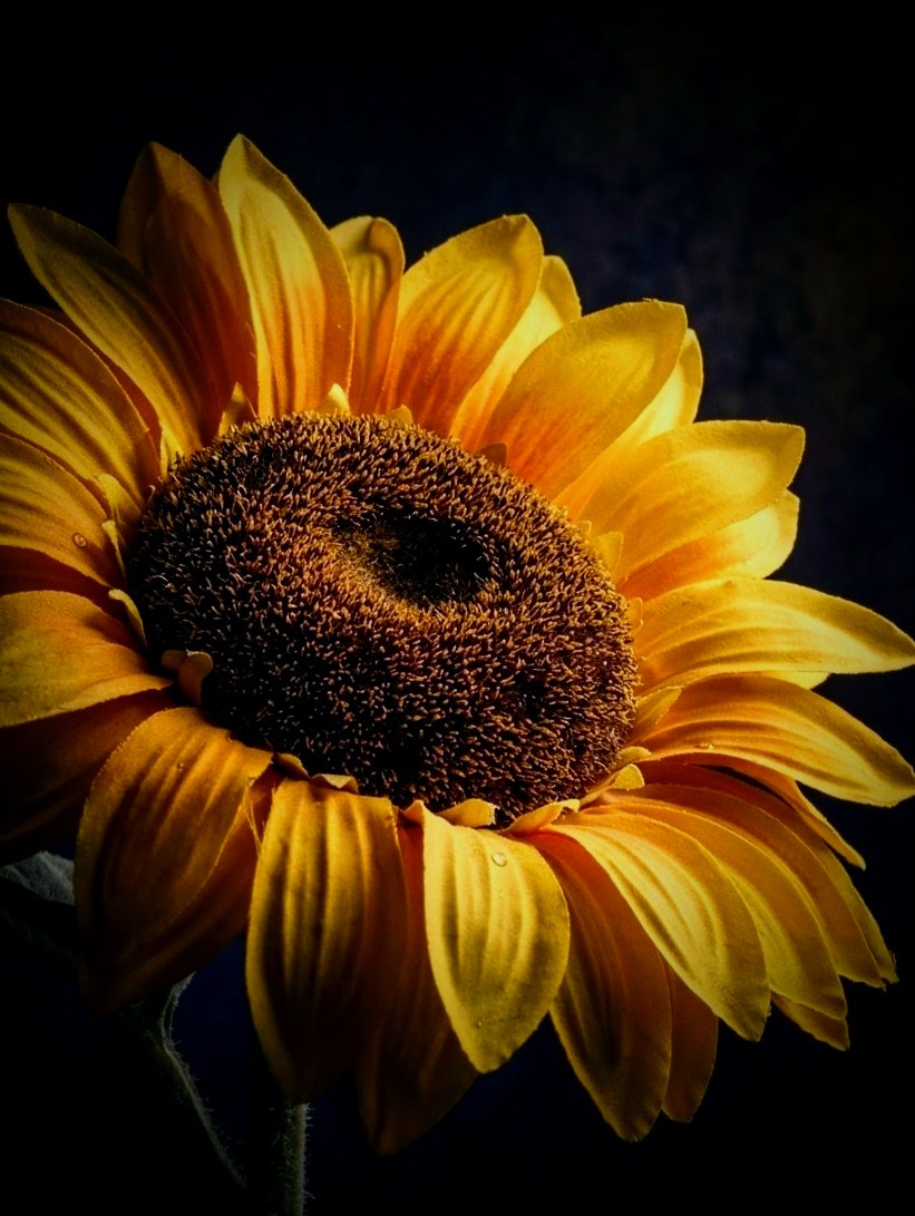Sunflower in studio lighting